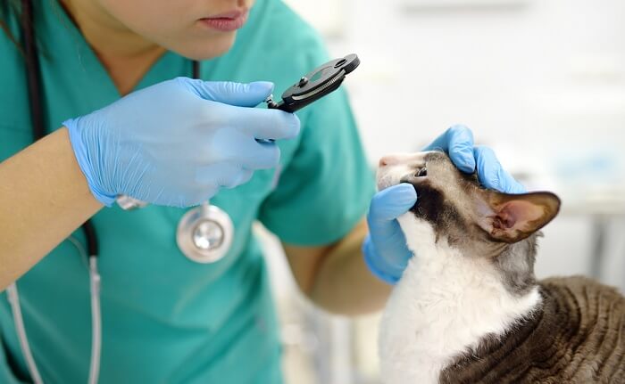 veterinario che guarda gli occhi del gatto