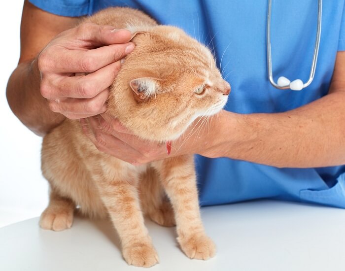 Un gatto arancione visitato da un veterinario.