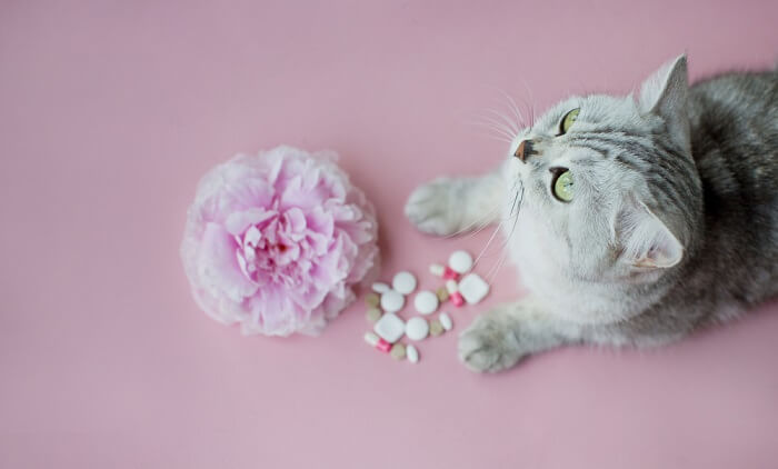 Un gatto grigio che guarda un fiore e delle pillole su uno sfondo rosa.