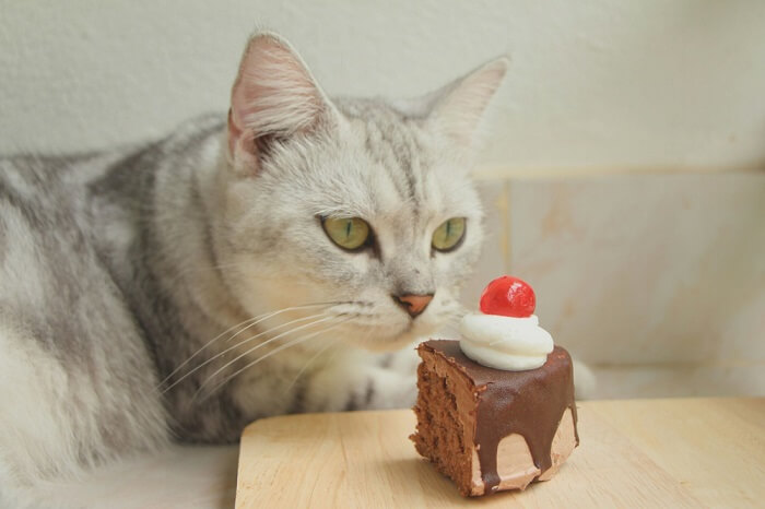 gatto che guarda un pezzo di torta al cioccolato