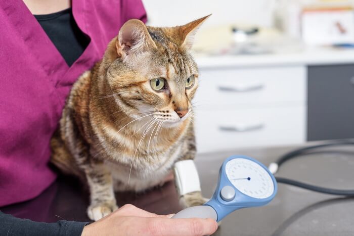 Un'immagine informativa che illustra la misurazione della pressione sanguigna di un gatto, mostrando un veterinario professionista che utilizza uno sfigmomanometro per monitorare la salute cardiovascolare del gatto, evidenziando l'importanza di controlli regolari per il benessere generale.