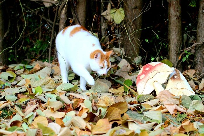 gatto e un fungo in una foresta