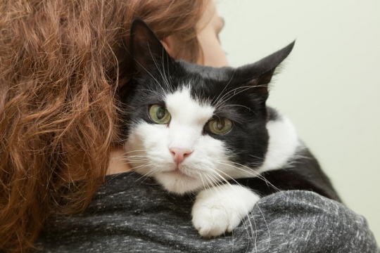 9 Segnali inequivocabili che il tuo gatto ti ama