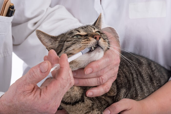 gatto soriano che riceve un farmaco