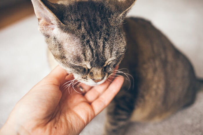 gatto seduto con gli occhi chiusi, che viene accarezzato