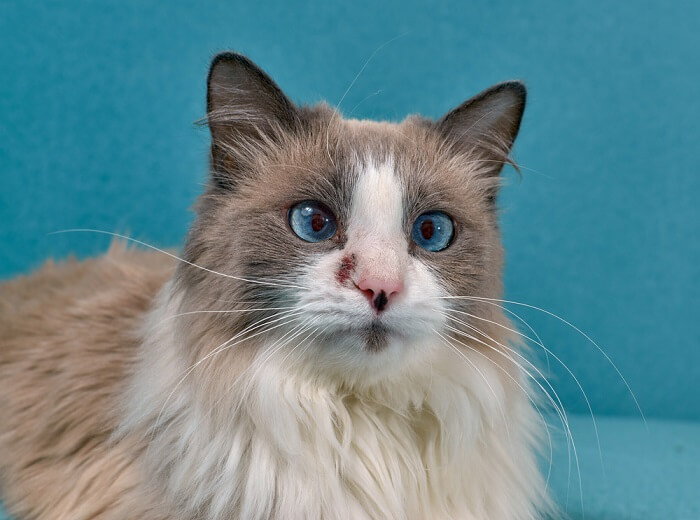 un gatto affetto da allergia cutanea, con arrossamento, irritazione e fastidio evidenti sul pelo e sulla pelle.