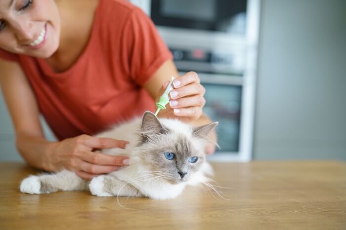 Persona che applica una dose di farmaco antipulci sulla schiena del proprio gatto