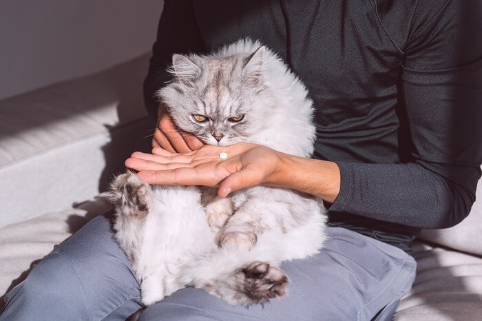 Immagine che mostra un medicinale bianco per gatti, che evidenzia la varietà di trattamenti farmaceutici disponibili per affrontare i problemi di salute dei felini e l'importanza di un dosaggio accurato e di una somministrazione corretta.