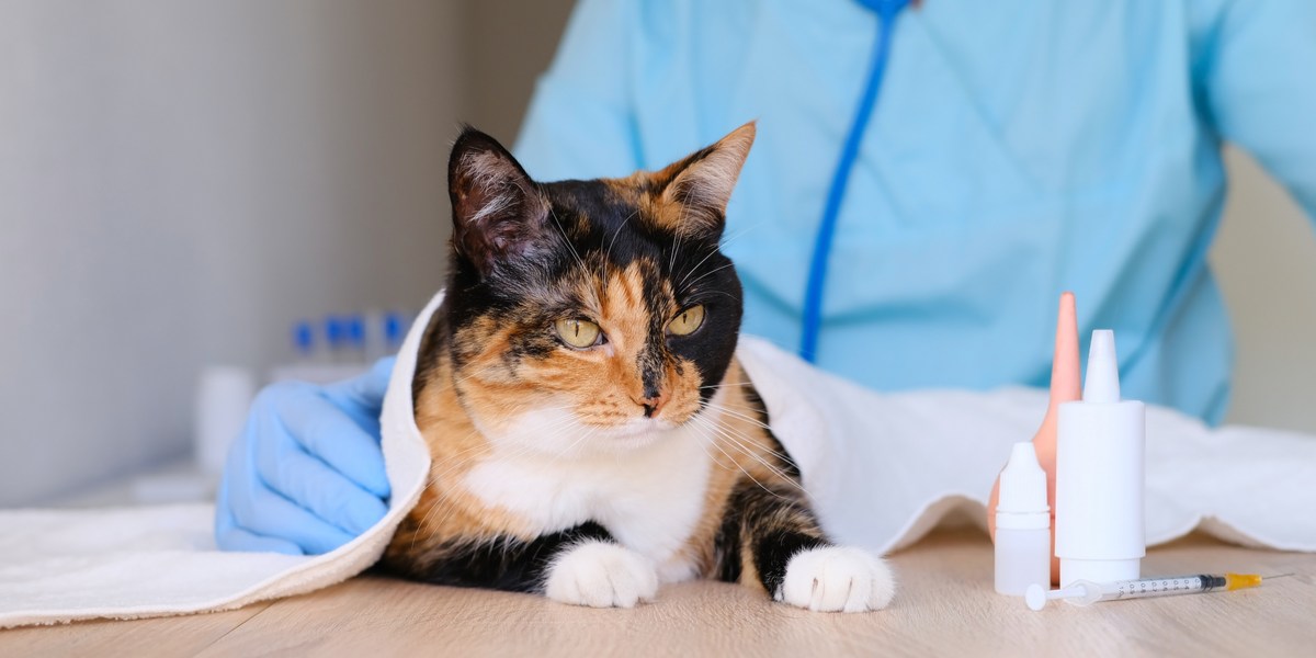 Immagine che raffigura l'uso di Benadryl nei gatti, sottolineando il ruolo di questo farmaco nel trattamento di determinate reazioni allergiche o altre condizioni sotto la guida di un veterinario.