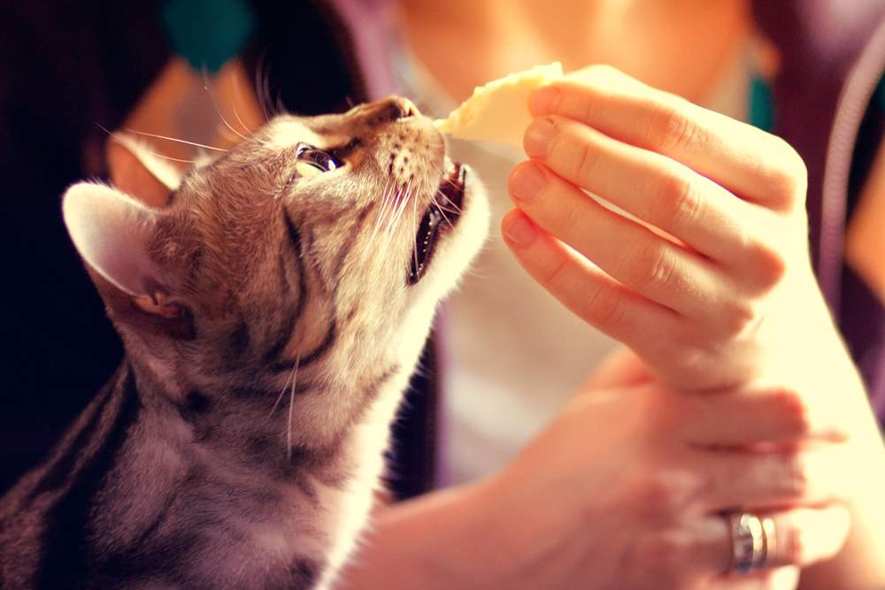 Immagine di un gatto del Bengala che mangia formaggio, che illustra l'esplorazione curiosa di un felino del cibo umano