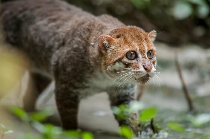 Gatto dalla testa piatta