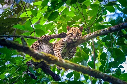 Gatto Margay