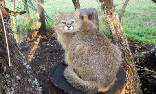 Gatto della Pampa