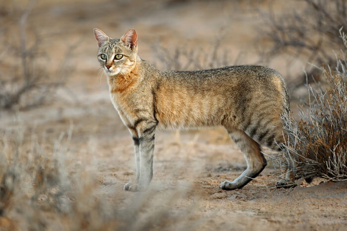 Gatto selvatico