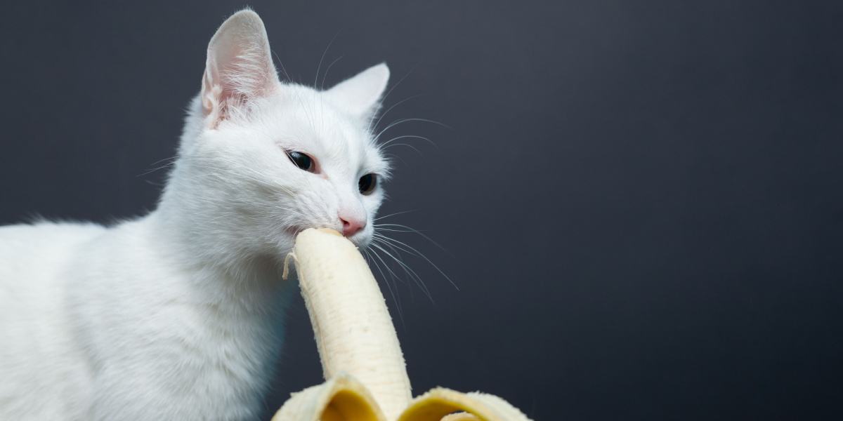 Gatto che si gode un morso di banana