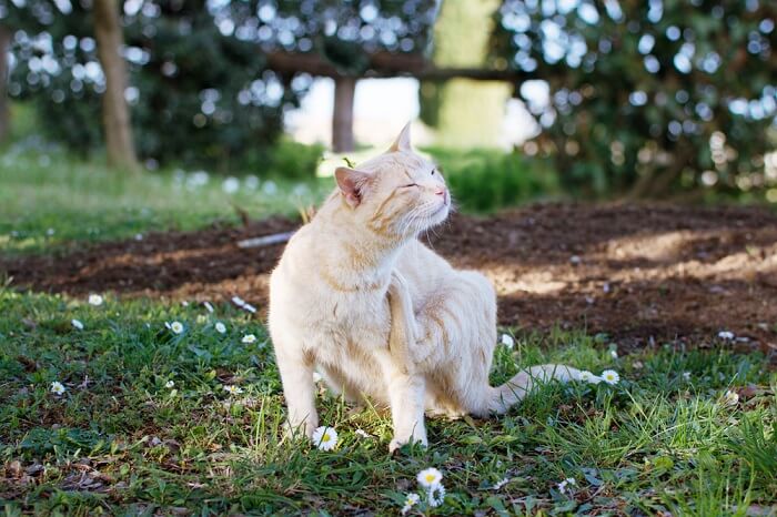 Un'immagine di un gatto impegnato a graffiare