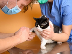 a cat receiving Benazepril, highlighting the role of this medication in managing certain medical conditions in felines, and the significance of proper veterinary guidance in its administration.