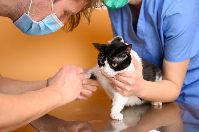 un gatto che assume Benazepril, evidenziando il ruolo di questo farmaco nella gestione di alcune condizioni mediche nei felini e l'importanza di una corretta guida veterinaria nella sua somministrazione.