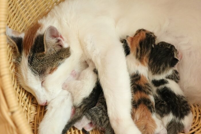 nuovi gattini che succhiano dalla mamma