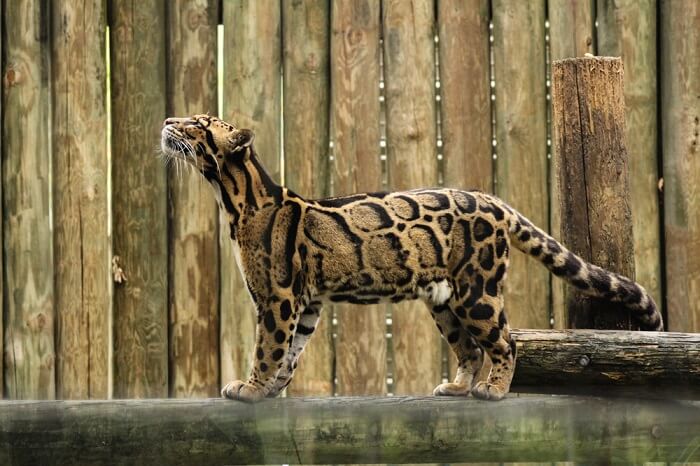 Gatto leopardo nebuloso