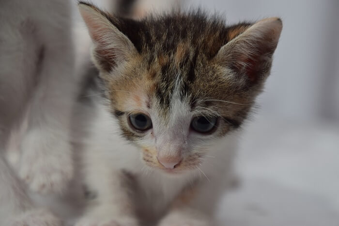 un gatto che guarda la telecamera