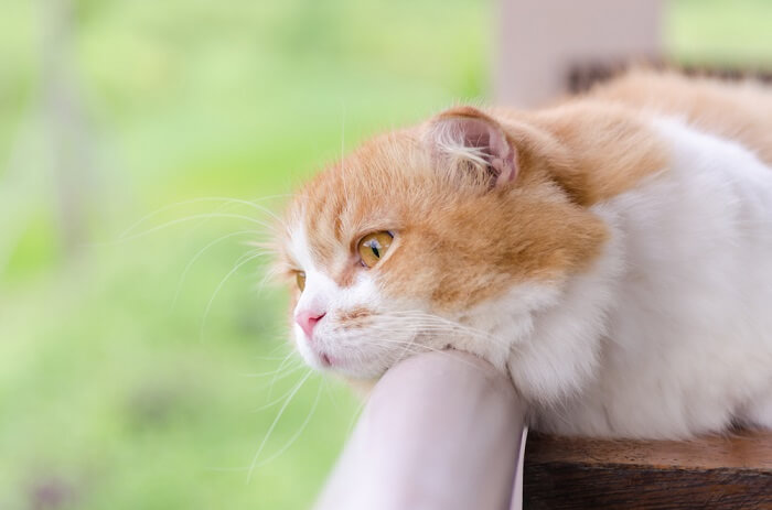 gatto depresso che guarda oltre il balcone