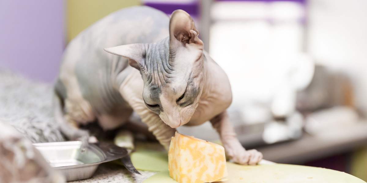 Immagine di un gatto Sphynx che mangia formaggio, evidenziando un momento di curiosità felina e interazione con il cibo umano