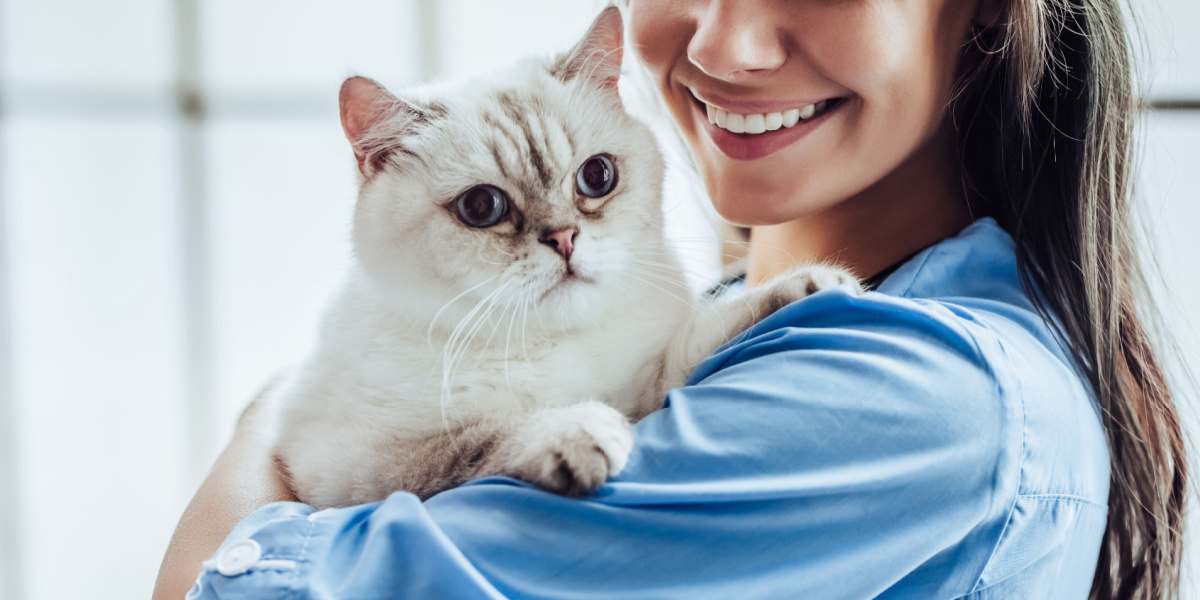 Veterinario che tiene delicatamente in braccio un gatto calmo e contento.