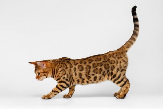 La guida definitiva al linguaggio della coda di gatto e ai suoi significati