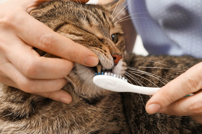 spazzolare i denti a un gatto