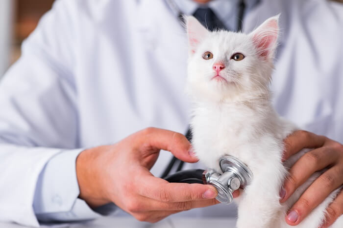 Gatto esaminato da un veterinario durante un controllo