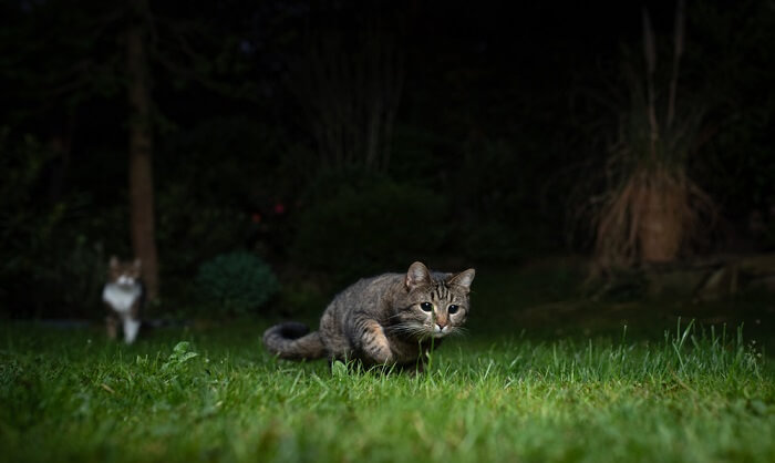 gatto che cammina di notte