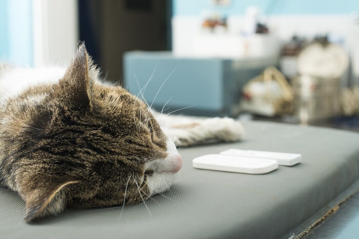 Un'immagine che ritrae un veterinario che esegue un esame del sangue su un gatto.