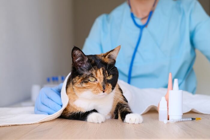 Un'immagine che ritrae un gatto sottoposto a un controllo approfondito, evidenziando la cura responsabile degli animali domestici e le visite veterinarie regolari.