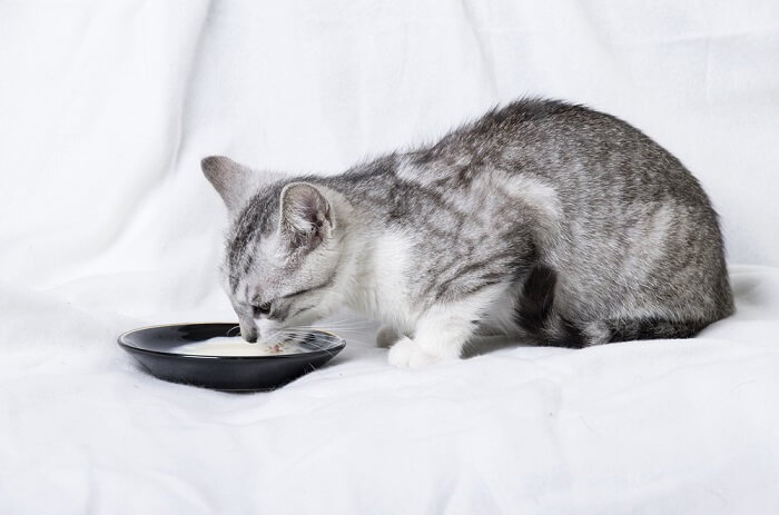 Gattino che beve il latte da un piattino