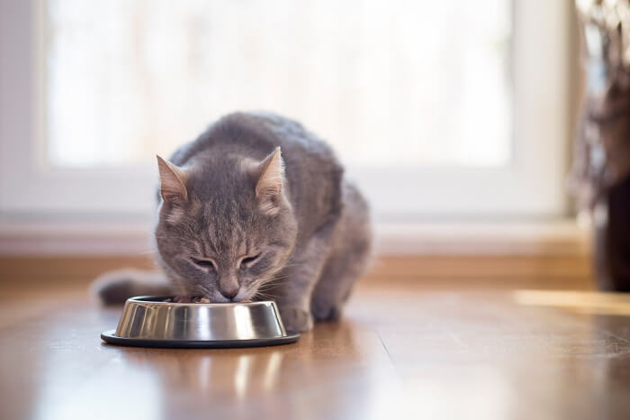 gatto che mangia cibo da una ciotola di metallo per gatti