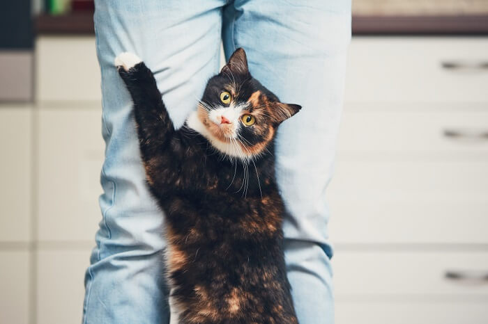 cat standing up holding onto a human