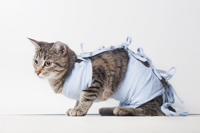 cat wearing post surgery robe