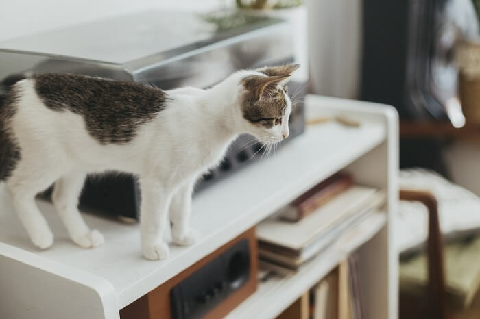 Gatto in piedi su una scrivania