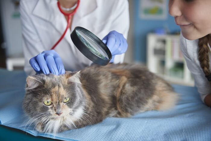 gatto che fa ispezionare la pelle dal veterinario