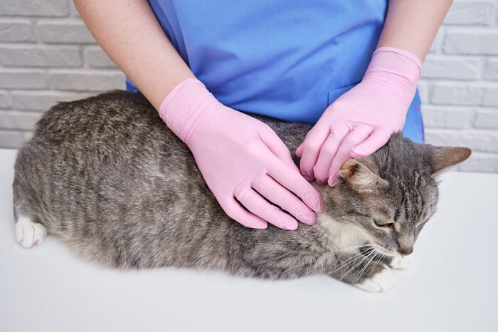 Somministrazione di un medicinale contro le zecche al gatto, un passaggio fondamentale per prevenire le infestazioni da zecche e i problemi di salute correlati nei felini.