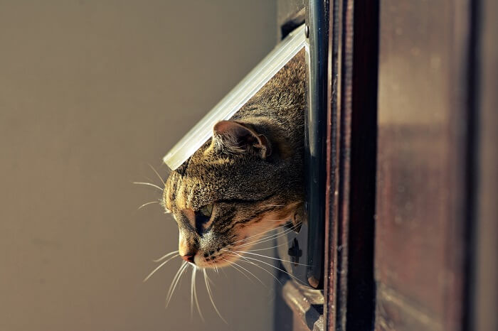 Suggerimenti e trucchi per addestrare il tuo gatto a usare la porta per animali domestici