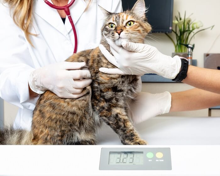 Gatto pesato su una bilancia digitale presso la clinica veterinaria