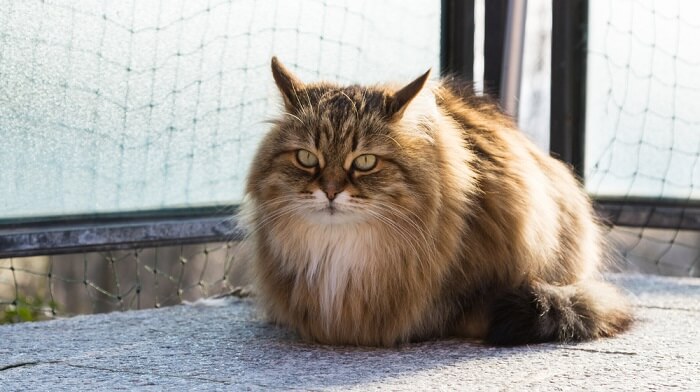 Gatto siberiano soffice, che mette in mostra il lussuoso mantello caratteristico della razza