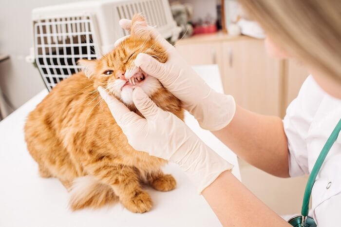 veterinario che controlla l'igiene dentale del gatto