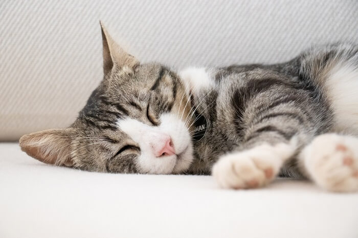 Un'adorabile immagine che cattura un momento sereno di gatti addormentati.