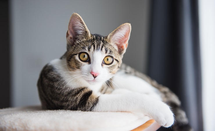 Gatto soriano marrone e bianco che guarda la telecamera