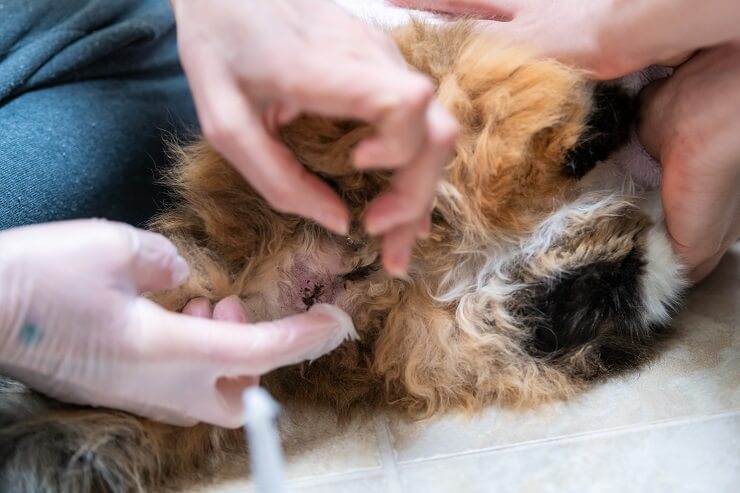 gatto durante una visita medica