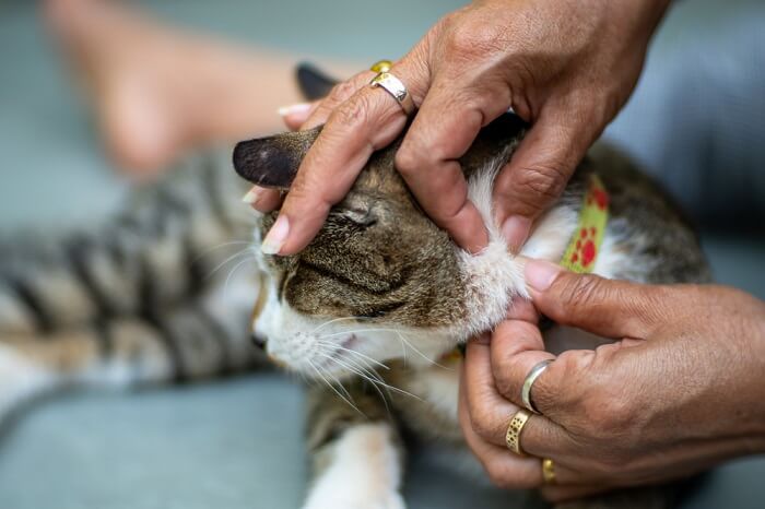 Effetti collaterali di Comfortis per i gatti