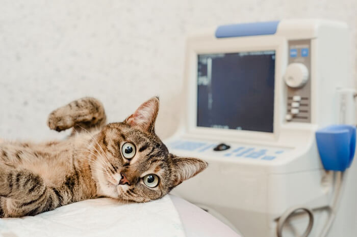 Un'immagine che ritrae un gatto in una sala radiologica durante una procedura medica.